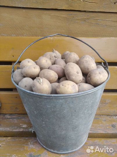 Картофель