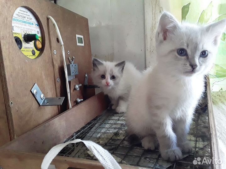 Котята в добрые руки (новые фото)