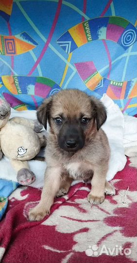 Щенок в добрые руки