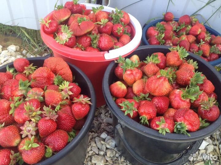 Рассада клубники Азия