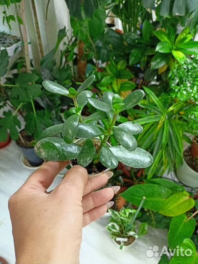 Денежное дерево