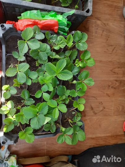 Саженцы клубники Азия