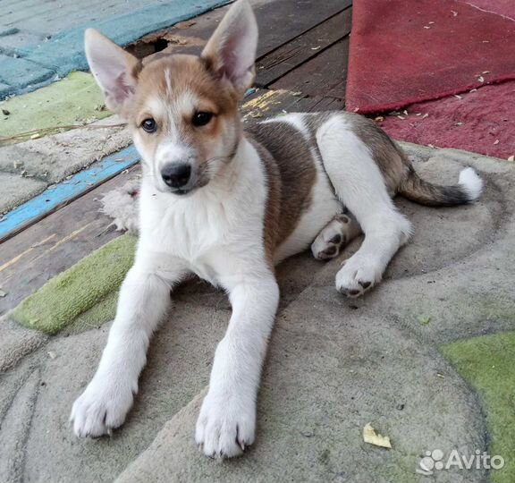 Метис лайки