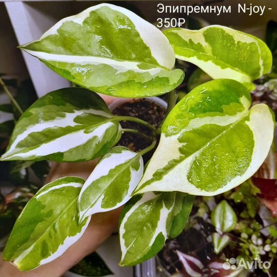 Филодендрон Сканденс бразил, Эпипремнум N-joy