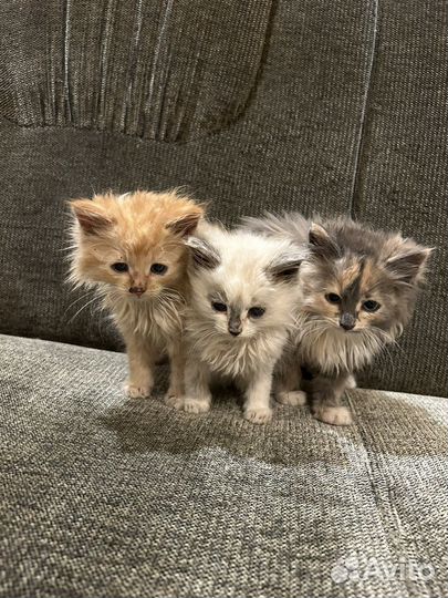 Котята в добрые руки девочки