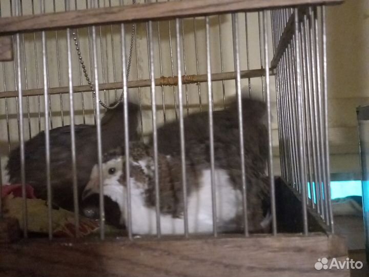 Теханский перепелл