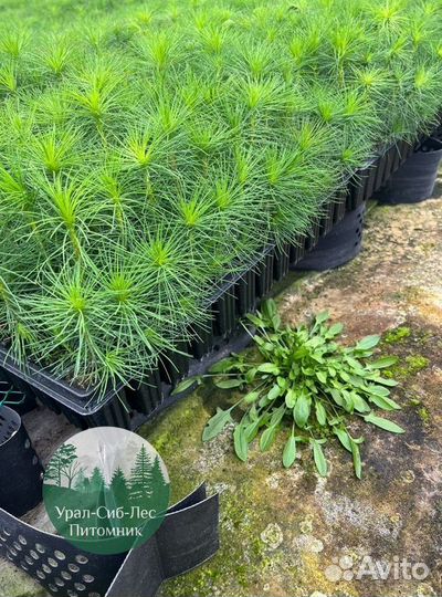 Сеянцы зкс Сосна Ель Лиственница окс Голуб Горн