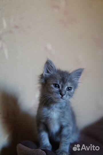 Котенок в добрые руки