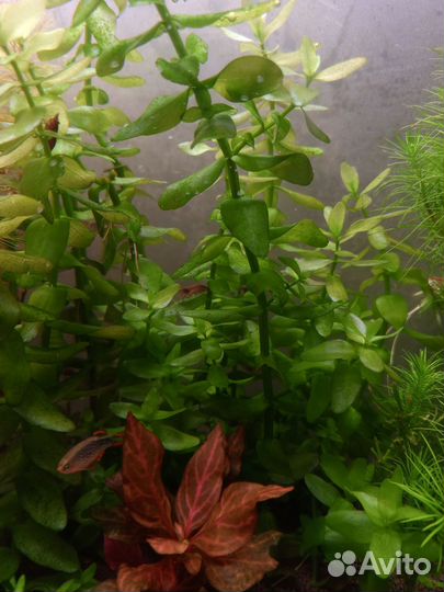 Растения в аквариум