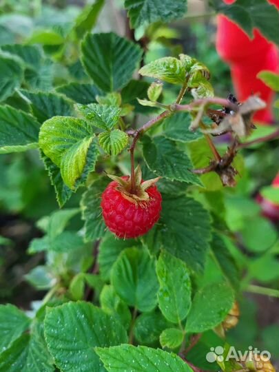 Саженцы малины, сорт 