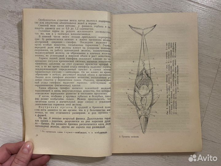 Слепцов М. Гиганты океанов