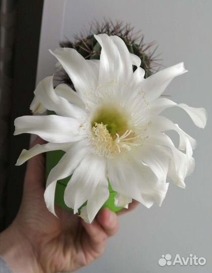 Лечуза пон (lechuza-PON) - грунт для растений