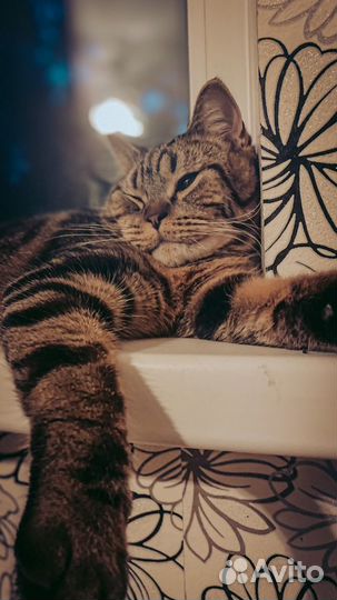 Передержка кошек