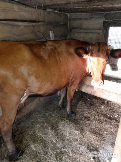 Корова стельная вторым теленком