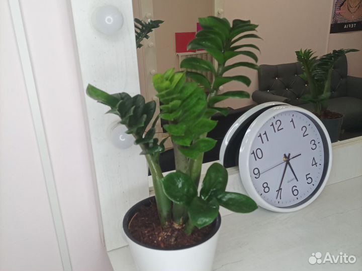 Замиокулькас Зензи