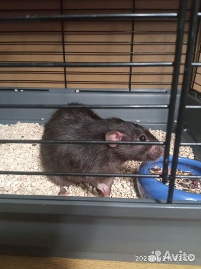 2 крысы с клетками