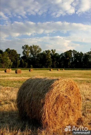 Сено в рулонах