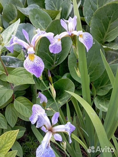 Ирис болотный, сибирский, германский