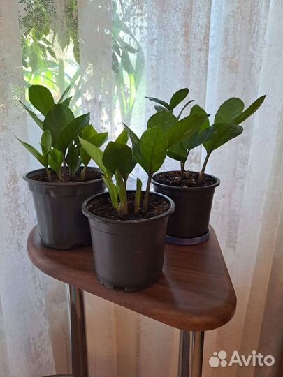 Замиокулькас