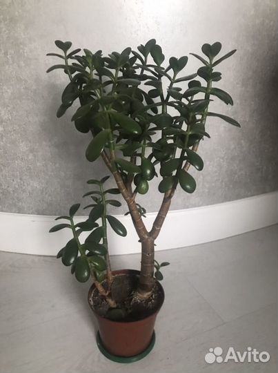 Денежное дерево толстянка сансевиерия