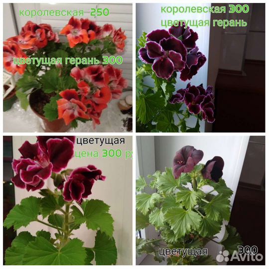 Герани пеларгонии самые нежные