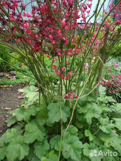 Многолетники