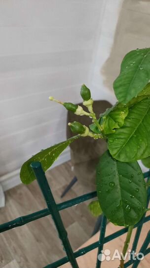 Лимон Юбилейный