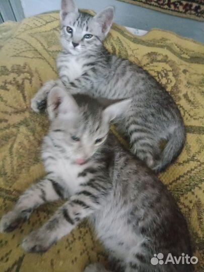 Котята в добрые руки даром