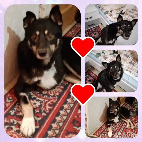 Собака ждет человека