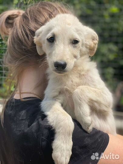 Отдам в добрые руки