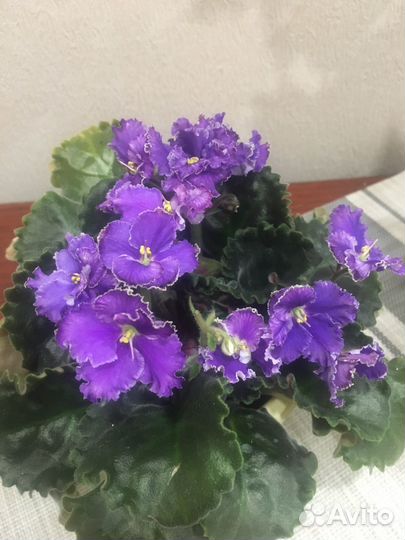 Фиалка цветущая