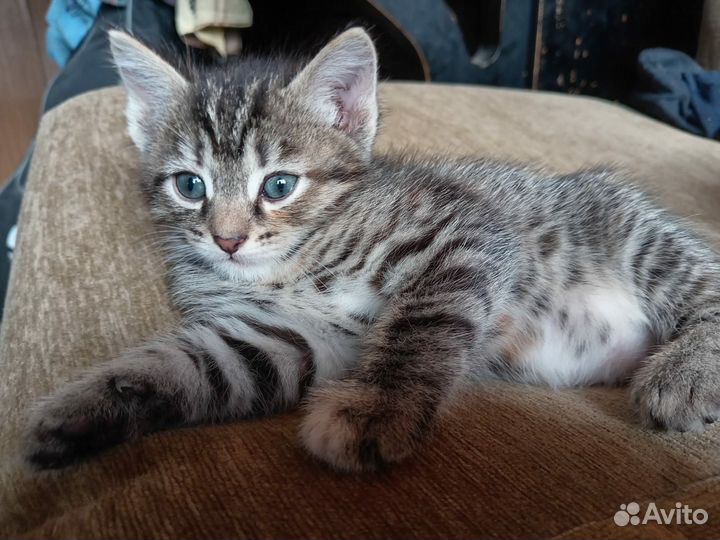 Котята в добрые руки бесплатно мальчик и девочка