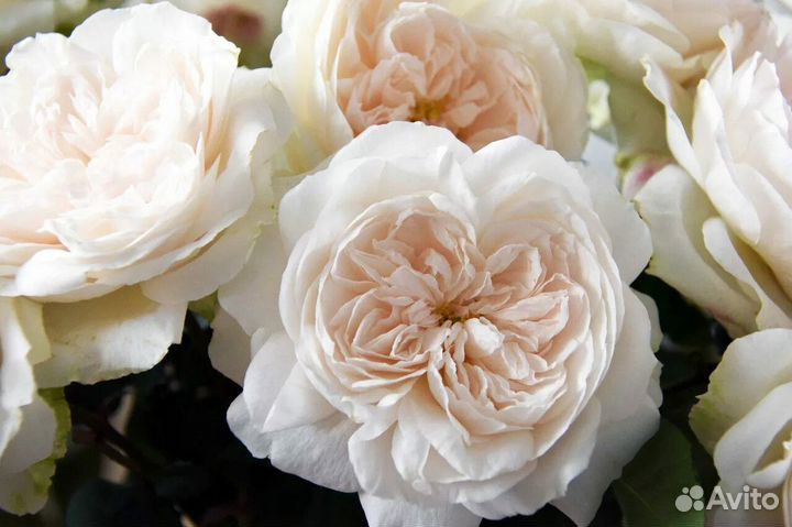 Саженцы роз