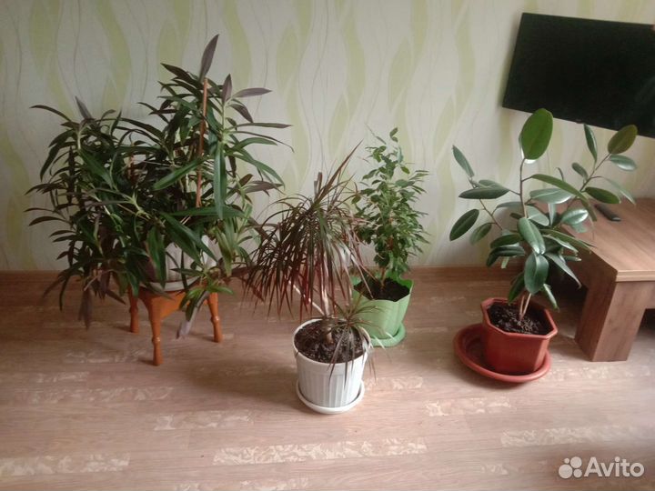 Комнатные растения