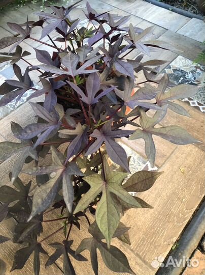 Ипомея батат