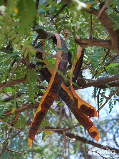 Гледичия невооруженная и трехколючковая, семена