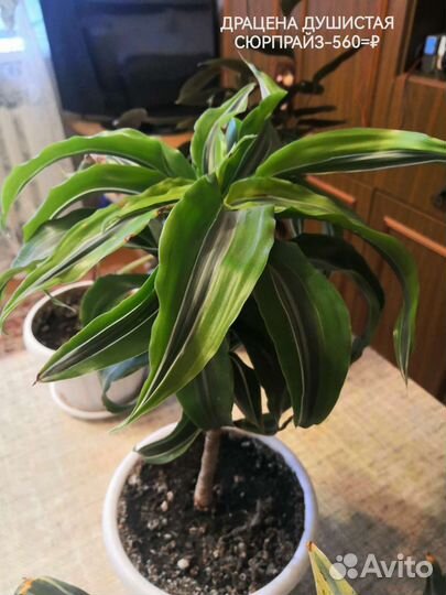 Комнатные растения