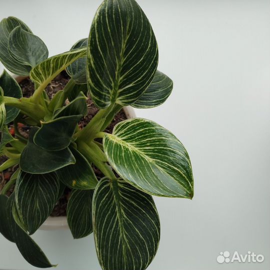 Консультации и подбор растений на участок и в дом