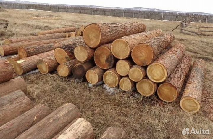 Лес кругляк лиственница