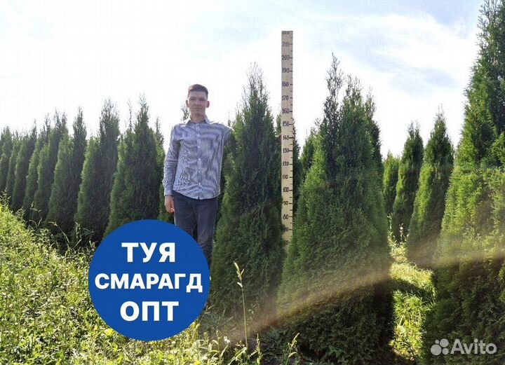 Туя смарагд рост 196 см /опт 150 шт