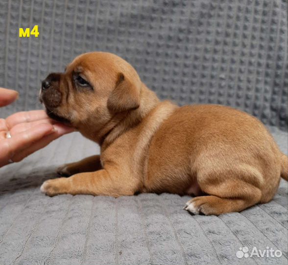 Стаффордширский бультерьер