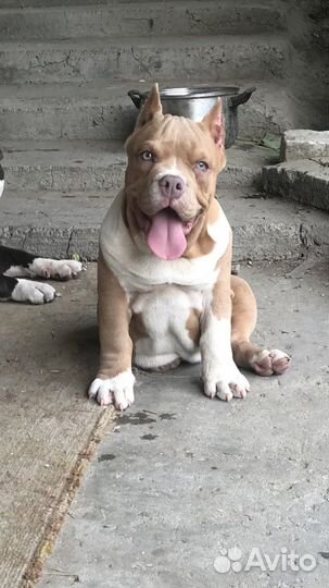 Американский булли