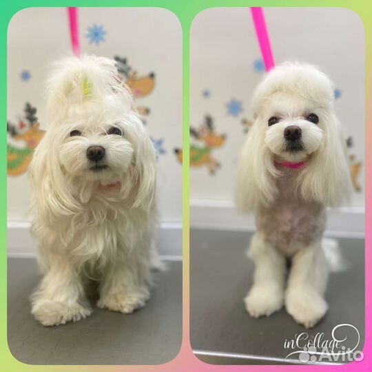 Стрижка собак