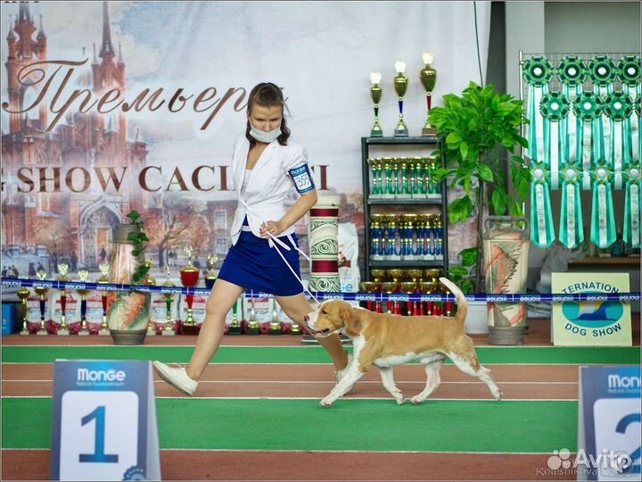 Бигль вязка