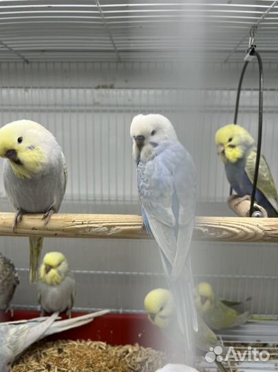 Выставочный попугай Чех