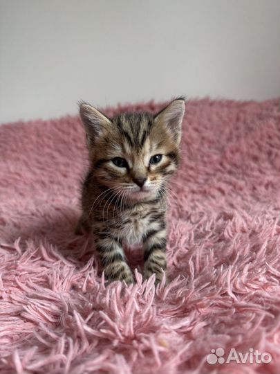 Бенгальская