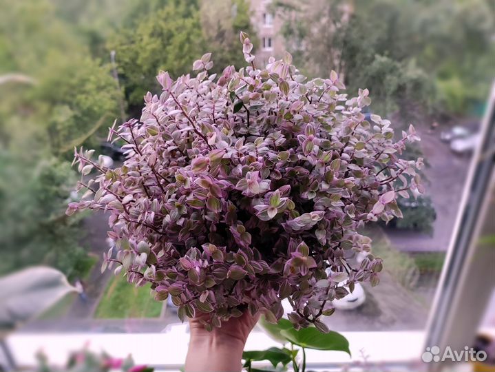 Каллизия ползучая Pink Panther детки и черенки