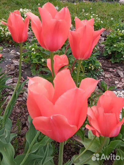 Луковицы тюльпанов