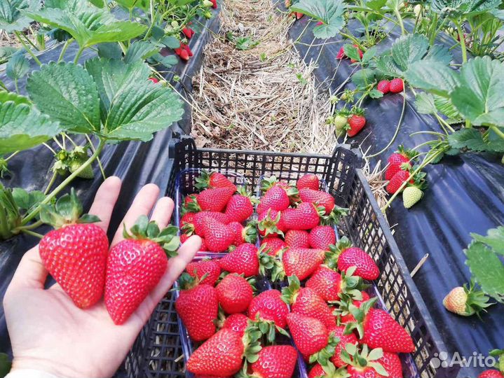 Виктория Сан-Андреас ремонтантная