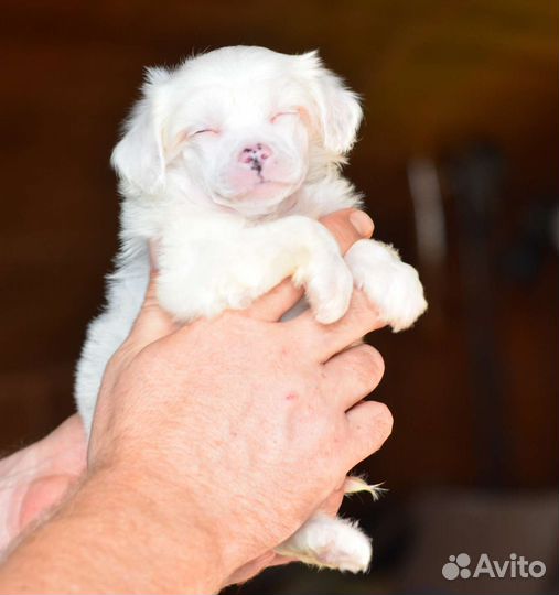 Пуховый Белый Очаровательный